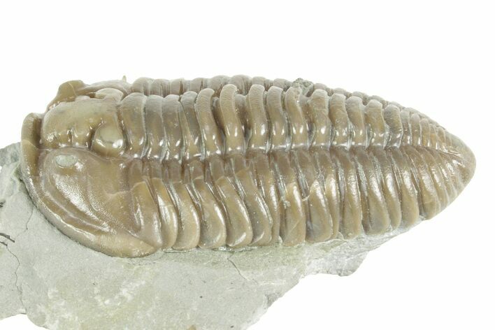 Prone Flexicalymene Trilobite - Mt Orab, Ohio #380329